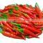 High quality frozen chili with best price/Wholesale bulk frozen chili with good price in Vietnam