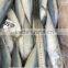 High Quality Frozen Pacific Mackerel with size 40 - 50 pcs / 9.5 kg