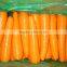 Fresh Carrot Supplier