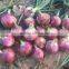 Onion Supplier Best Red Onion Price