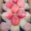 shandong fresh red fuji apple exporter in nortern China