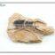 3d effect magnet texas school museum wall art insect fossil decor
