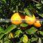2015 new crop fresh navel orange import from china with wholesale price