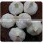 Shandong Natural Good Quality And Low Price Fresh Garlic