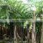 Wholesale Outdoor Decrotive Landscaping Ornamental Palm Caryota Urens L