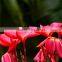 Natural outdoor plants Plumeria rubra red flower