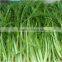 2015 New products on market Fennel products you can import from china