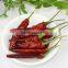 red pimento chili pepper