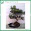 Ficus Evergreen Bonsai