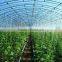 High quality tunnel agricultural greenhouse for tomato
