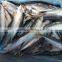 High quality machine grade japanese pacific mackerel with A Discount