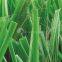 Artificial Grass for Football, MT-Ubest-Plus
