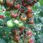 Cherry Tomato Seeds Hot Tomato Greenhouse Plant Tomato Seeds No.72