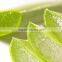 Premium Grade Indian Aleos At Your Door Step