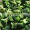 iqf frozen vegetable fresh broccoli