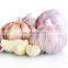 new crop Chinese fresh frozen garlic with reliable price