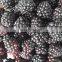 Wholesale IQF Berries/ Raspberry/ Blueberry/