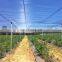 UV treated vineyard used anti hail net