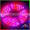 Outside safe Led Strips 22w DC12V SMD5050 Floor Light Led Strip Lighting led plant grow light strip