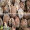 the most competitive market prices for shiitake mushroom