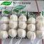 Chinese normal white fresh garlic 5.5cm