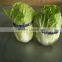 Fresh Cabbage Chinese Cabbage Chinese Beijing Cabbage Long Cabbage