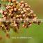white sorghum price is very competitive