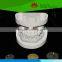 Direct factory supplied human oral cavity model