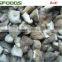 2015 New Harvest Frozen IQF Shiitake Mushroom