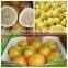 New crop fresh pomelo list of citrus fruits