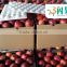 Sweet juicy fresh red delicious apple huaniu apple by wholesale juicy fresh