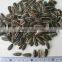 Hot Sale 5009 Big Size Sunflower Seeds