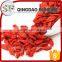 Chinese red organic Ningxia wolfberry in varierty size