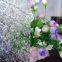 Flora Mistlite Karatachi Nashiji Diamond Figured Glass, декоративное стекло с прозрачным узором толщиной 3 - 8 мм