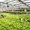 PC board covering large greenhouse with high light transmission
