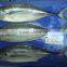 Horse Mackerel fish size 4/6