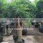 Heteropanax fragrans high 1-2m