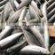 china round scad frozen round scad small eye horse mackerel fish