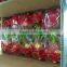 Dragon fruit Vietnam specialties - fresh dragon fruit for sale - red dragon fruit