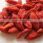 Chinese Organic dried goji berry