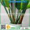 greenflower 2016 Real Touch PU Latex artificial flowers Strelitzia reginae for gift weddings decorations