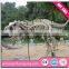 The dinosaur skeleton model for park