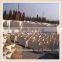 Chinese paulownia laminated wood board