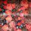 IQF frozen mixed berries