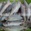 Large quatity Frozen Indian Mackerel whole round is coming