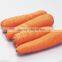 2015 tasty fresh carrot from China