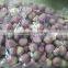 Small Onion Peeled Shallot