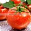 Fresh Tomato ( normal - cherry )