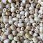 VIETNAM WHITE LOTUS SEEDS