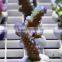 eSUN polycaprolactone (polymorph)for coral reef frag glue application in aquarium
